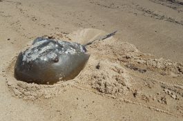 Horseshoe Crab