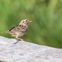 Grasshopper Sparrow by Harold Davis