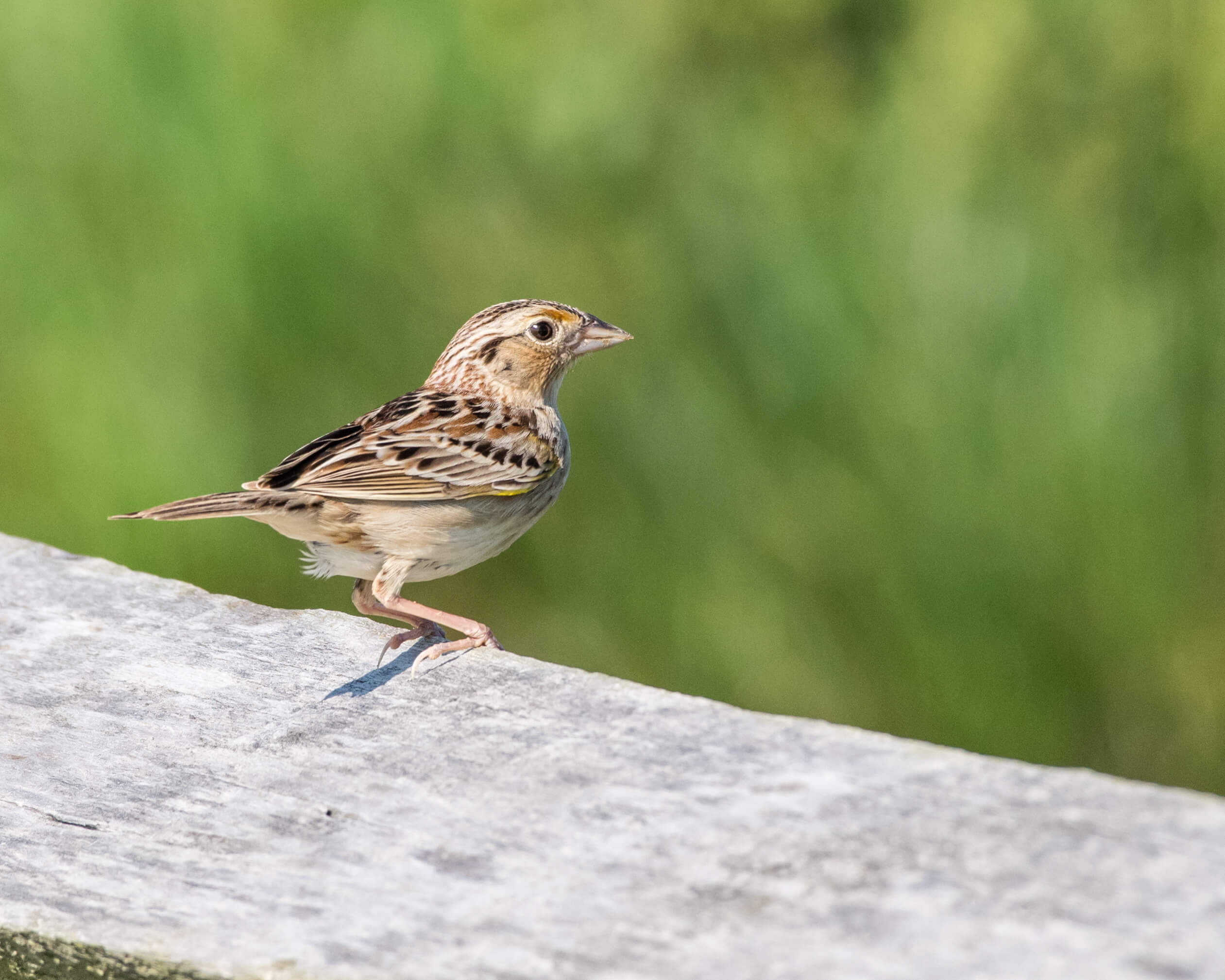 Grasshopper Sparrow by Harold Davis - Sarver Ecological LLC