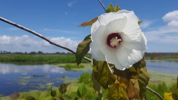 Hibiscus