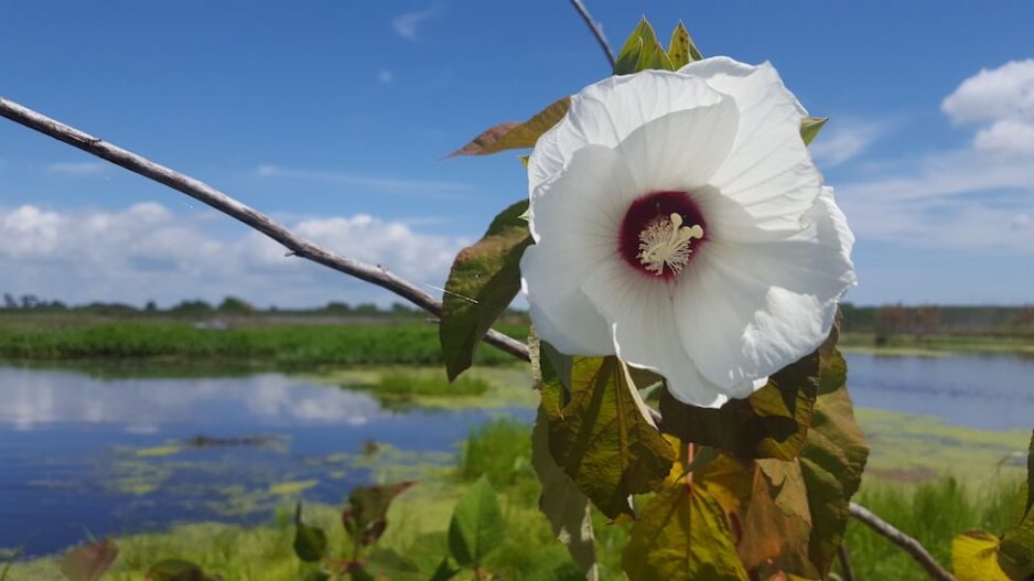 Hibiscus