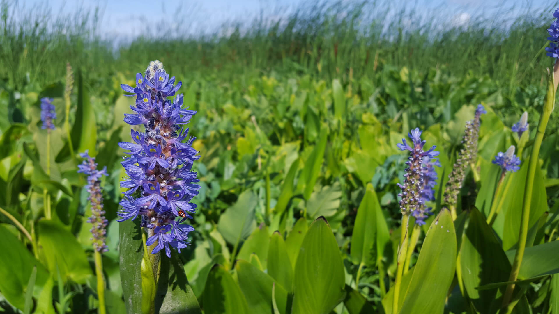 Pickerel Weed Marsh Delaware Environmental Consulting Project