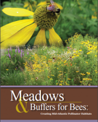 Meadows and Buffers for Bees
