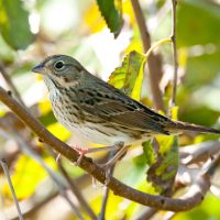 Vesper Sparrow by Harold Davis