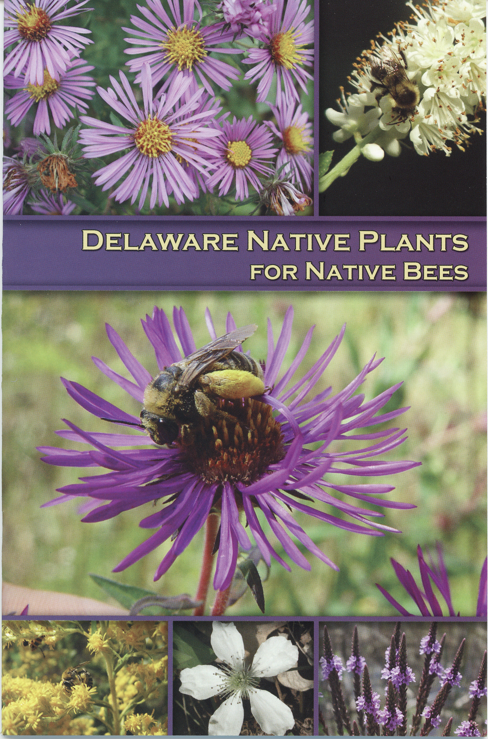 Delaware Native Plants